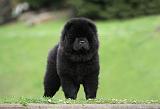 CHOW CHOW 752